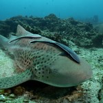 Koh Haa Reef Scape (50).jpg