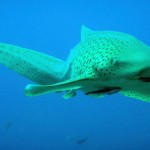 leopard shark.jpg