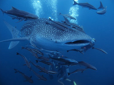 plongee requin baleine thailande