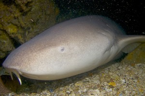 nurse-shark