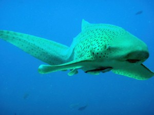 leopard shark