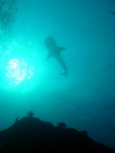 requin baleine en thailande