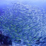 yellow fin fusilliers.jpg