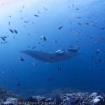 manta+damsel.jpg